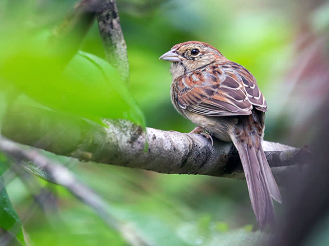 Bachman's Sparrow by Martina Nordstrand